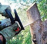 Best Tree Cabling and Bracing  in Hansville, WA