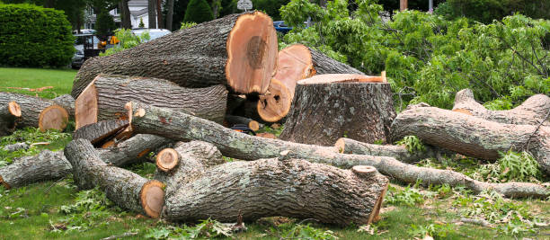 Reliable Hansville, WA Tree Care Solutions