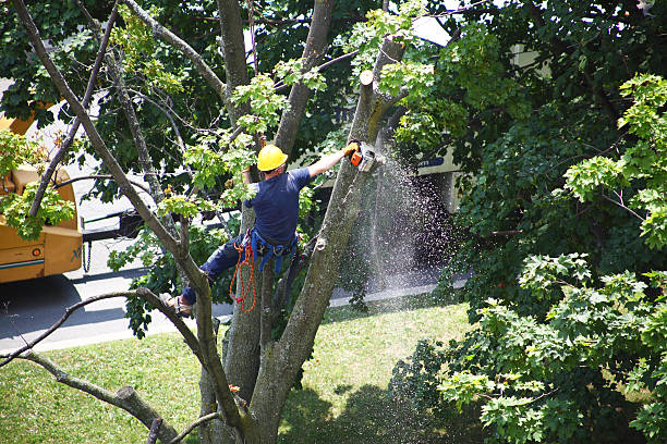 Lawn Irrigation Installation and Maintenance in Hansville, WA