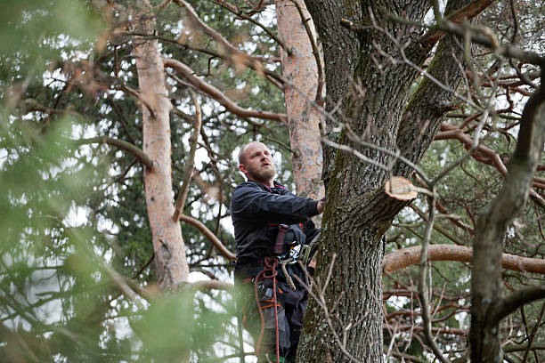 Best Firewood Processing and Delivery  in Hansville, WA